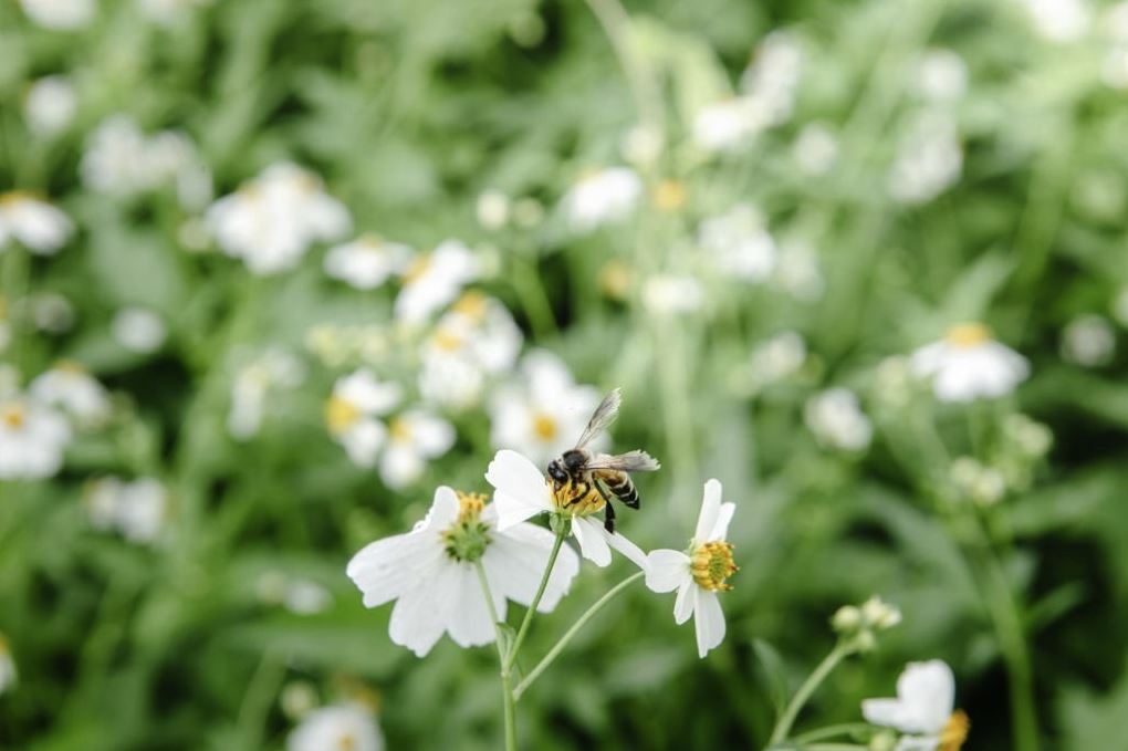 4 choses à faire si des abeilles occupent votre jardin - Wow Decor